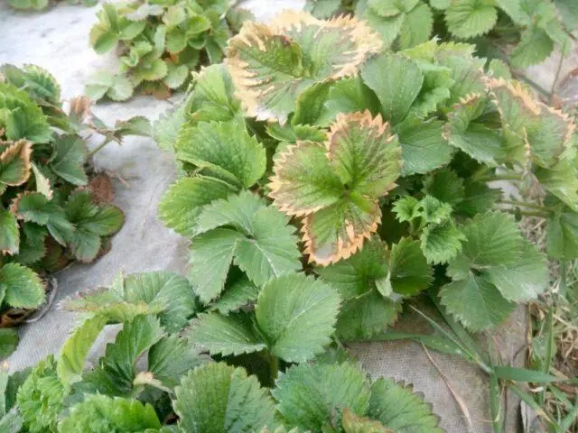 How to treat strawberry leaf chlorosis