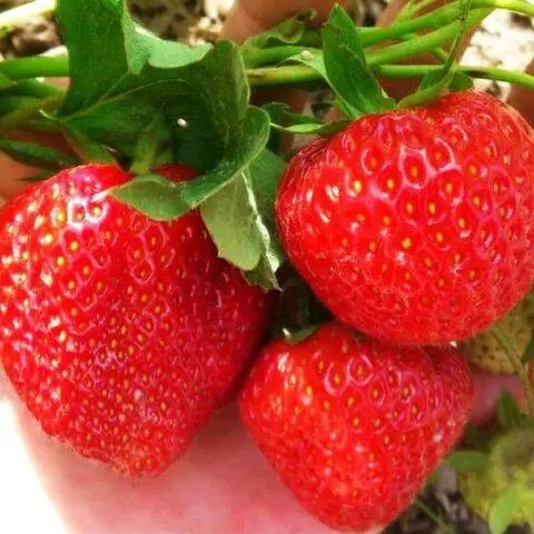 How to treat strawberry leaf chlorosis