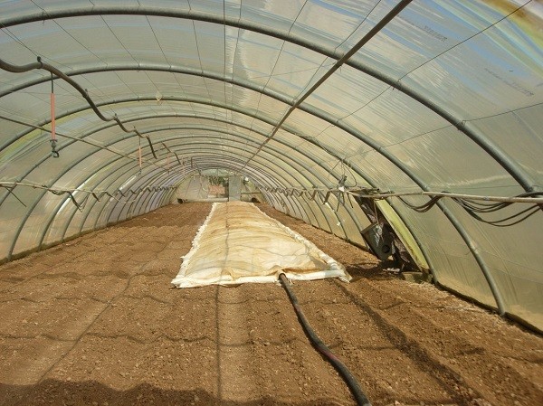 How to treat the greenhouse after winter and why is it needed?