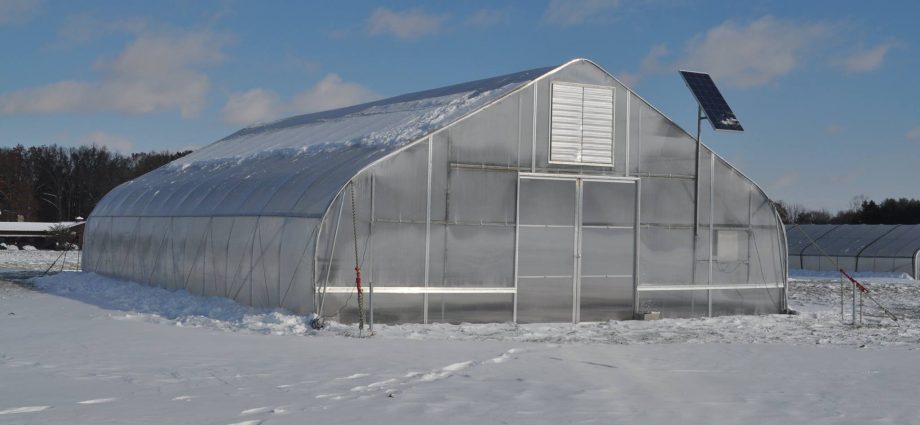 How to treat the greenhouse after winter and why is it needed?