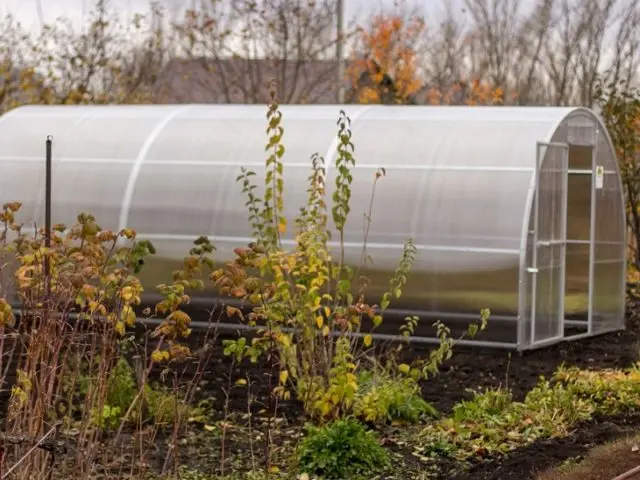 How to treat the greenhouse in the fall after harvest