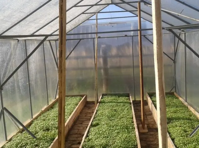 How to treat the greenhouse in the fall after harvest