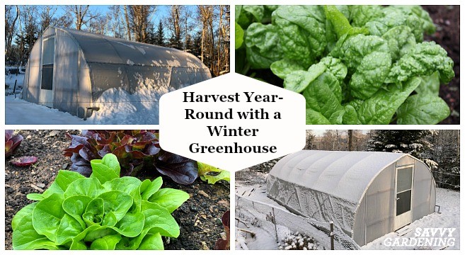 How to treat the greenhouse in the fall after harvest