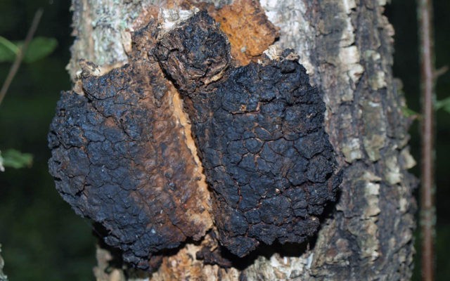 How to treat the liver with chaga: with cirrhosis and hepatitis, reviews of the fungus