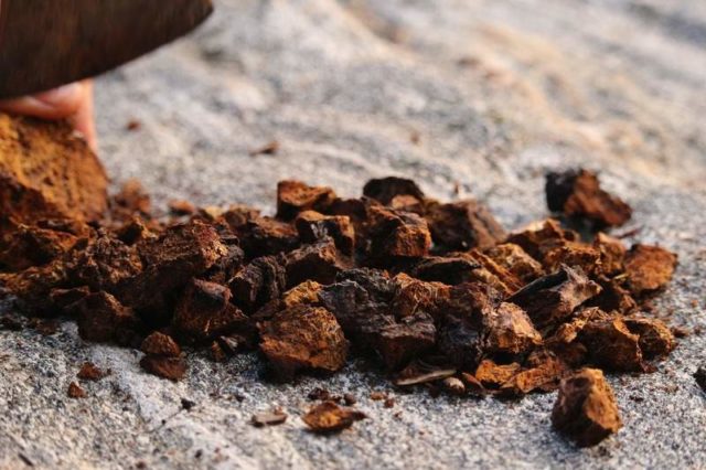 How to treat the liver with chaga: with cirrhosis and hepatitis, reviews of the fungus