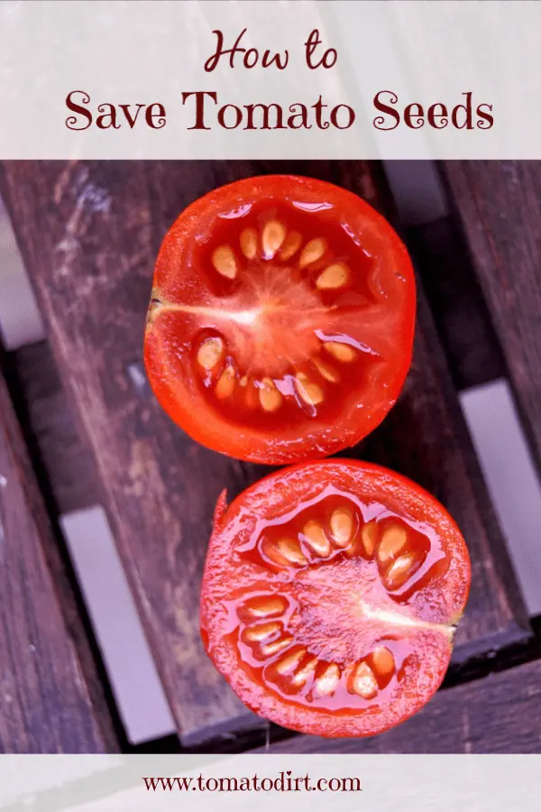 How to treat tomato seeds before planting