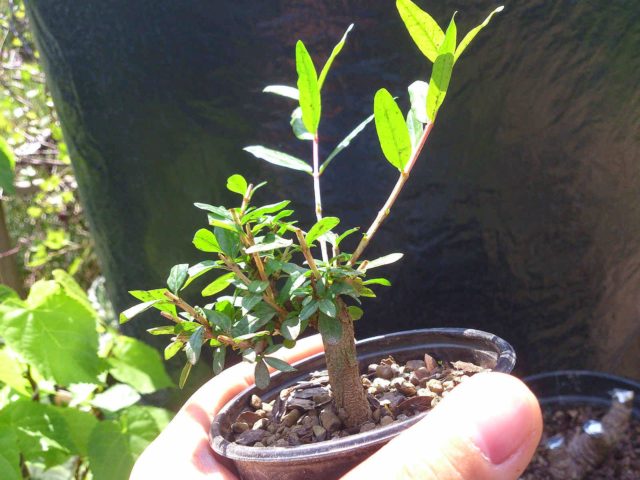 How to trim a pomegranate at home and in the garden