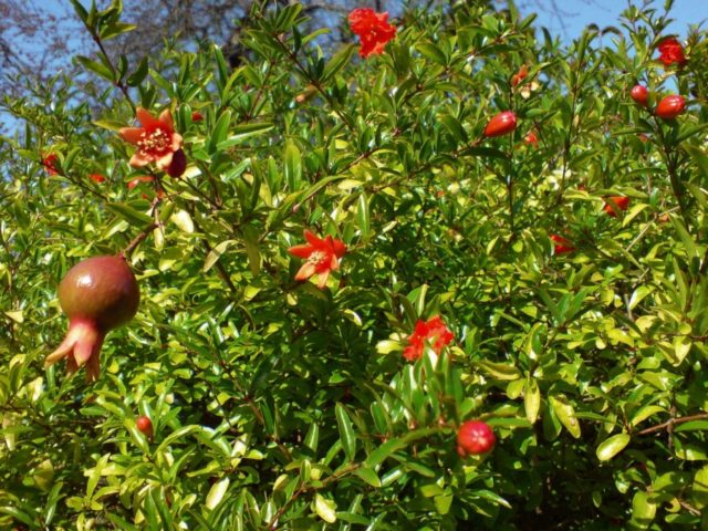 How to trim a pomegranate at home and in the garden