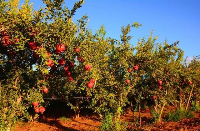 How to trim a pomegranate at home and in the garden