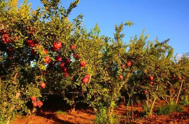 How to trim a pomegranate at home and in the garden