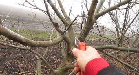 How to trim a walnut