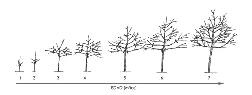 How to trim a walnut