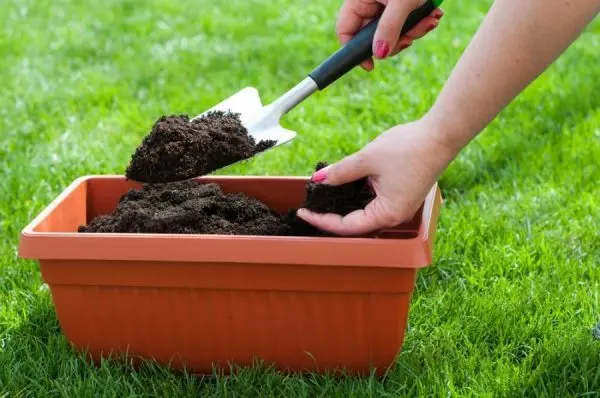 How to use coffee grounds as a fertilizer: application