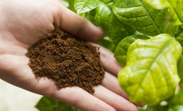 How to use coffee grounds as a fertilizer: application