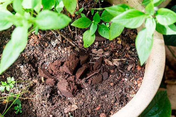 How to use coffee grounds as a fertilizer: application