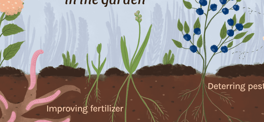 How to use coffee grounds as a fertilizer: application