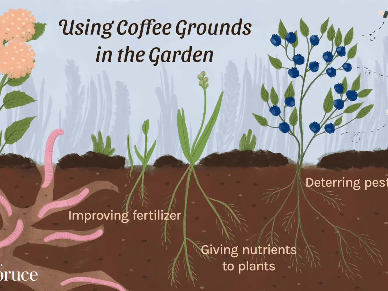 How to use coffee grounds as a fertilizer: application