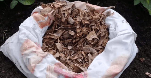 How to use potato peels as a fertilizer: for which plants, for flowers