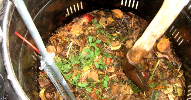 How to use potato peels as a fertilizer: for which plants, for flowers