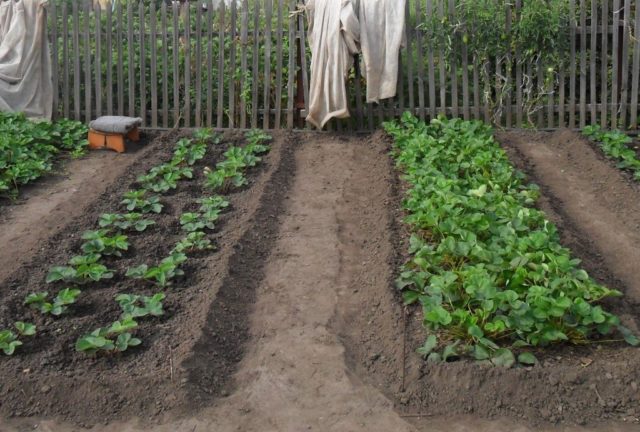 How to use potato peels as a fertilizer: for which plants, for flowers