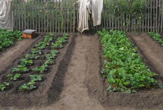 How to use potato peels as a fertilizer: for which plants, for flowers