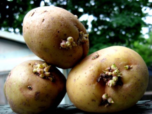 How to vernalize potatoes before planting 