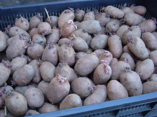 How to vernalize potatoes before planting 