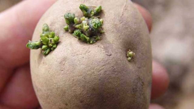 How to vernalize potatoes before planting 