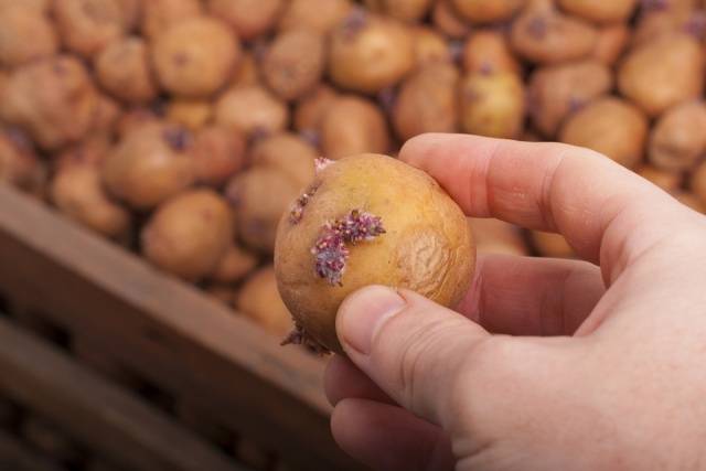 How to vernalize potatoes before planting 