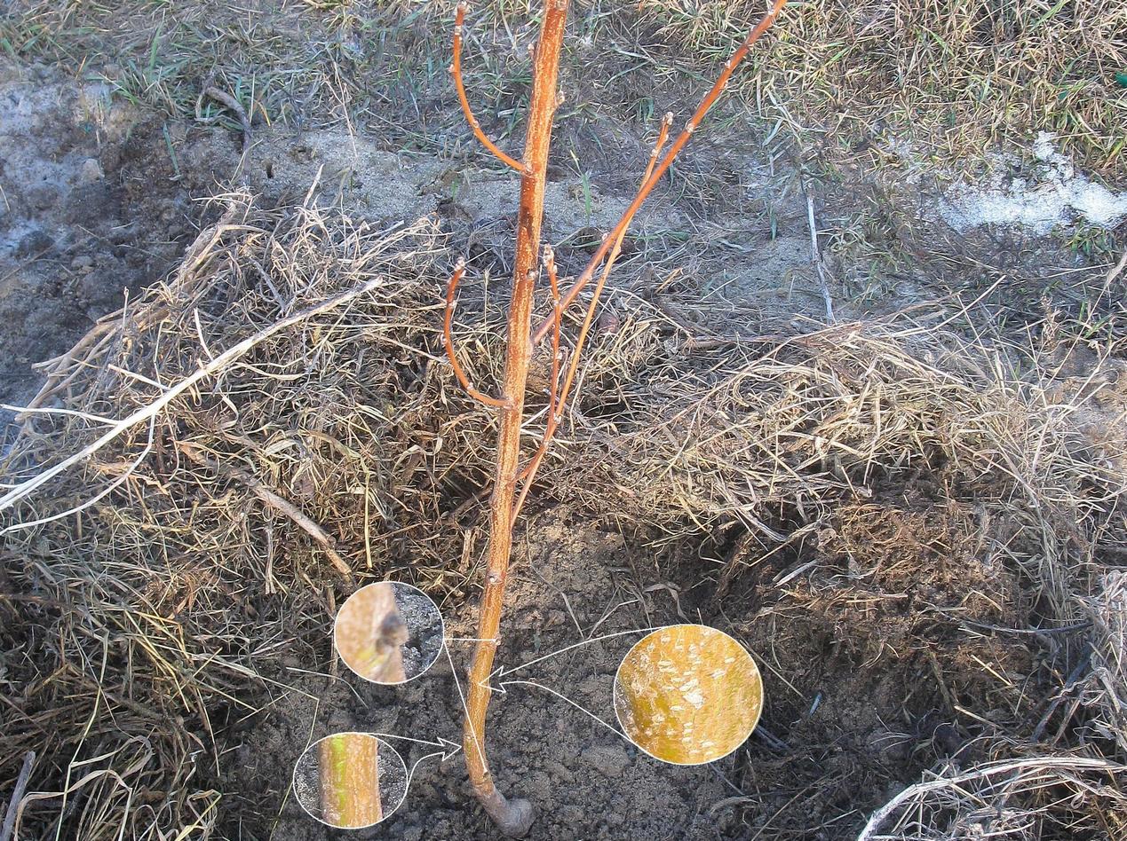 How to warm a peach for the winter - preparation for the cold