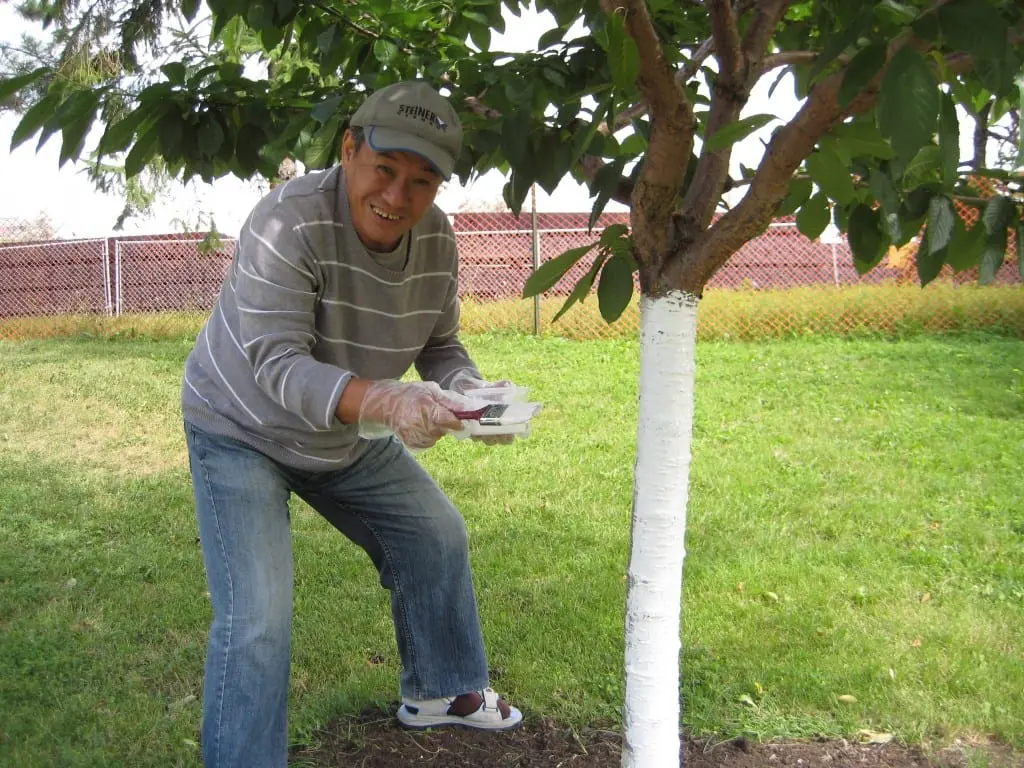 How to warm a peach for the winter &#8211; preparation for the cold