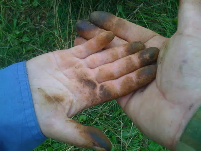 How to wash (clean) hands after cleaning mushrooms oil: simple ways