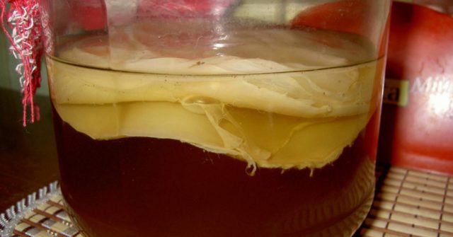 How to wash kombucha: rules and regularity of washing, photo, video