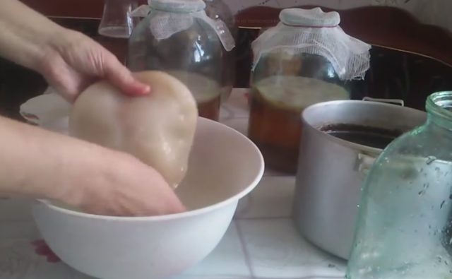 How to wash kombucha: rules and regularity of washing, photo, video