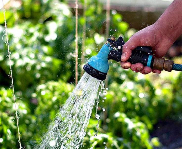 How to water cucumbers in a greenhouse and open field