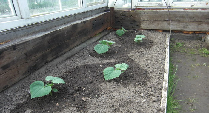 How to water cucumbers in a greenhouse and open field
