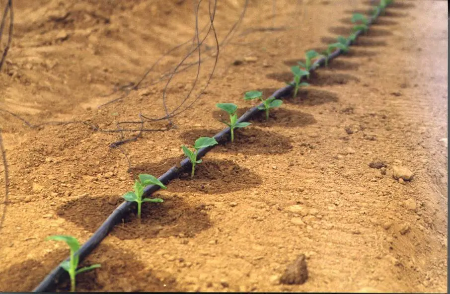 How to water cucumbers in a greenhouse and open field