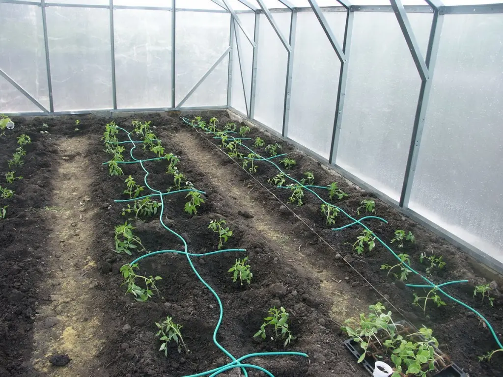 How to water cucumbers in a greenhouse and open field