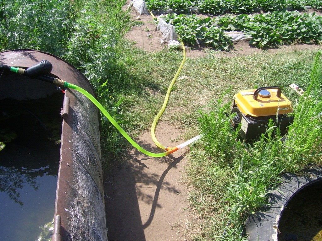 How to water cucumbers in a greenhouse and open field