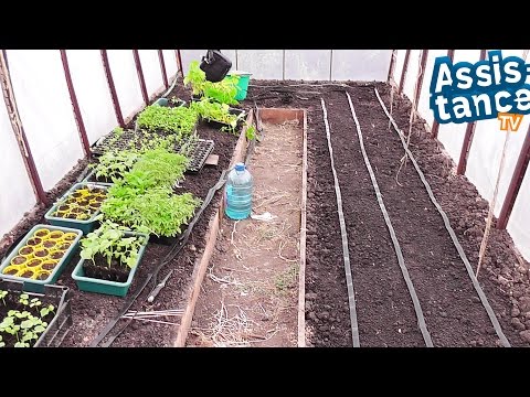 How to water cucumbers in a greenhouse and open field