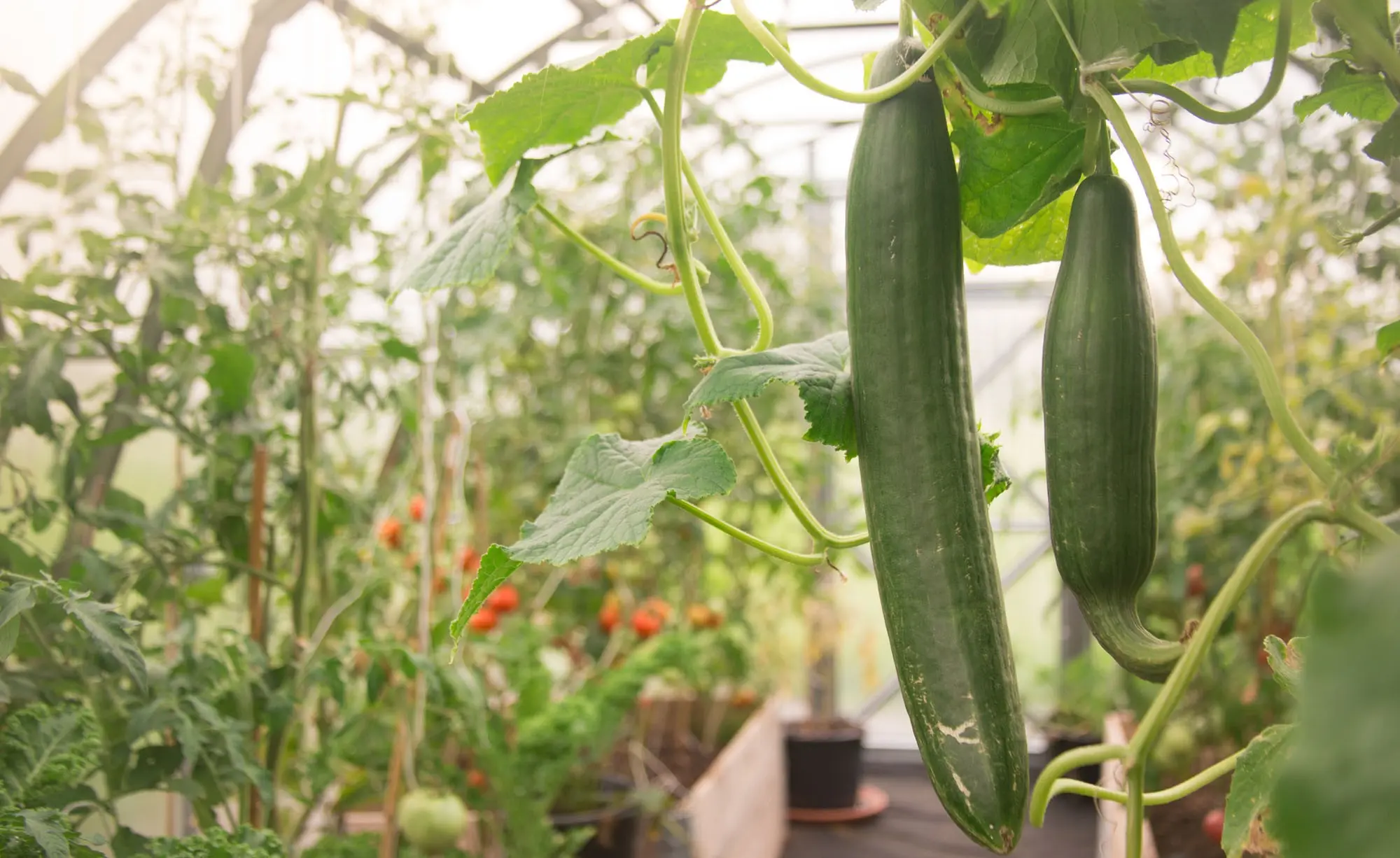 How to water cucumbers in a greenhouse and open field