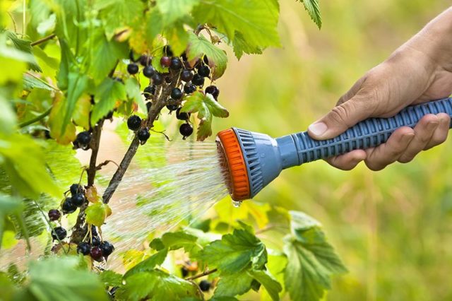 How to water currants