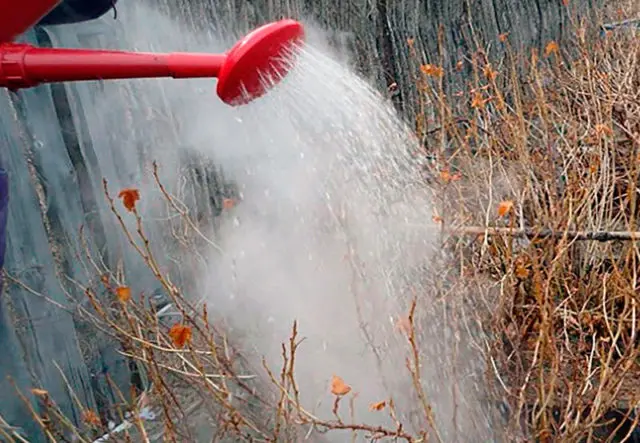 How to water currants