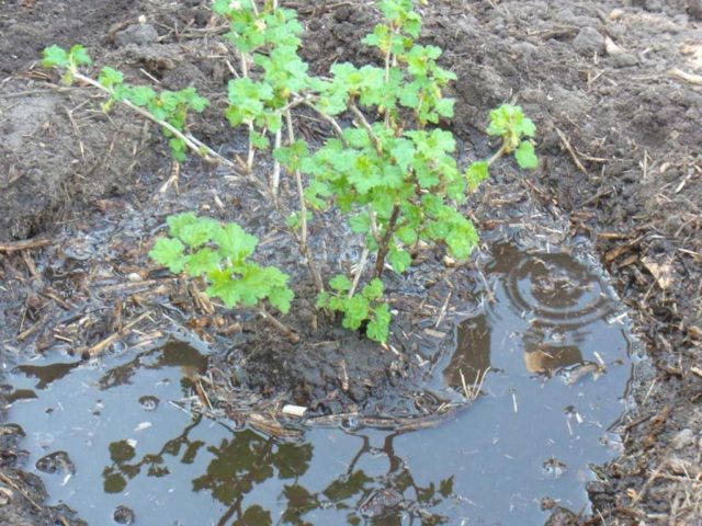 How to water currants