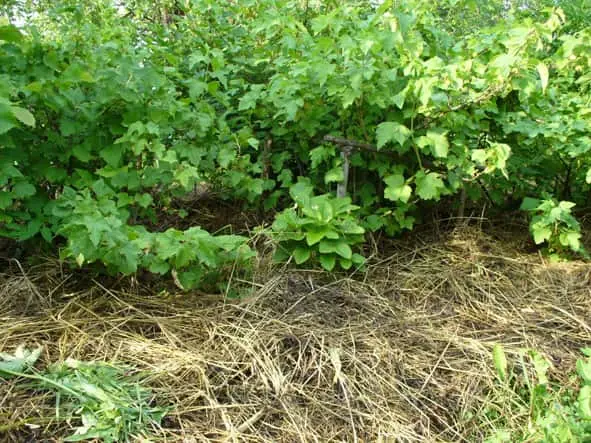 How to water currants