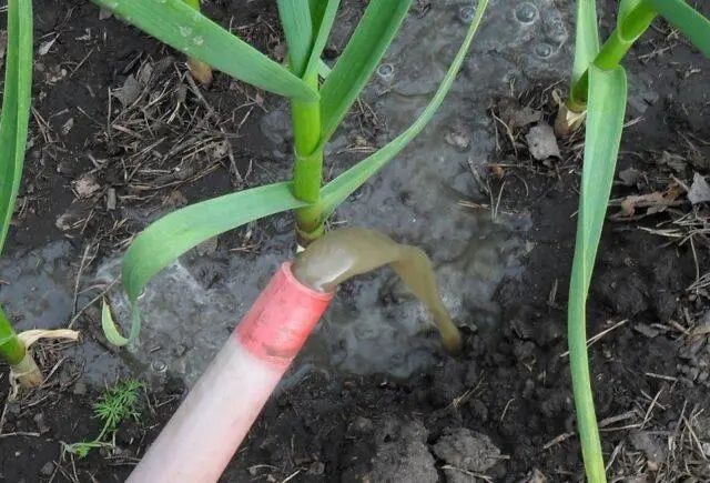 How to water garlic with urea (urea): in spring, in June, proportions