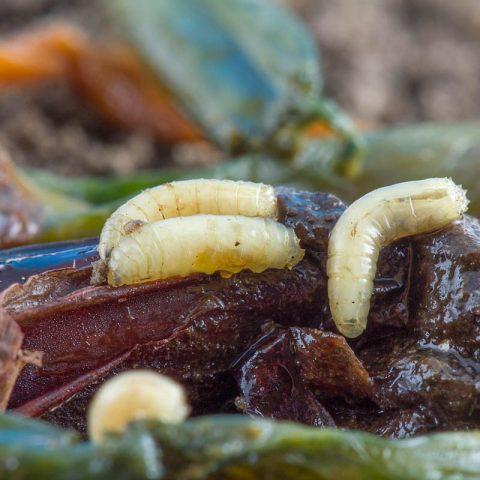 How to water onions from worms in the roots