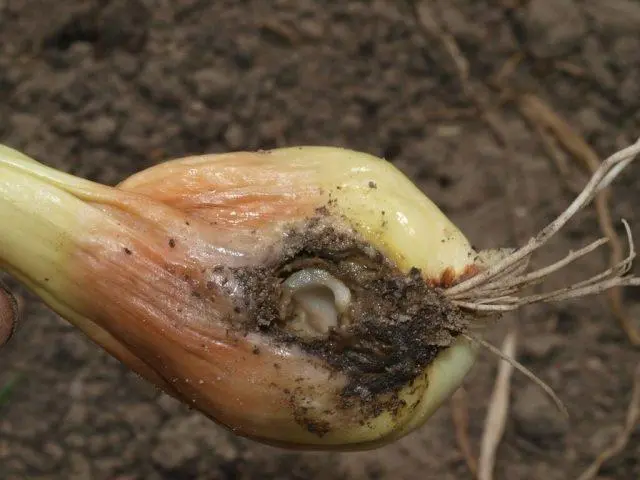 How to water onions from worms in the roots