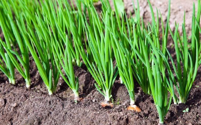 How to water onions from worms in the roots