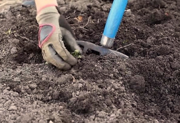 How to water radishes and how often, how to feed